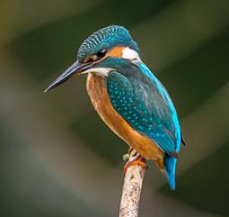 Blue Bird on a brance