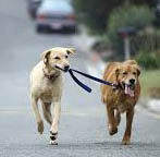 Dogs walking together