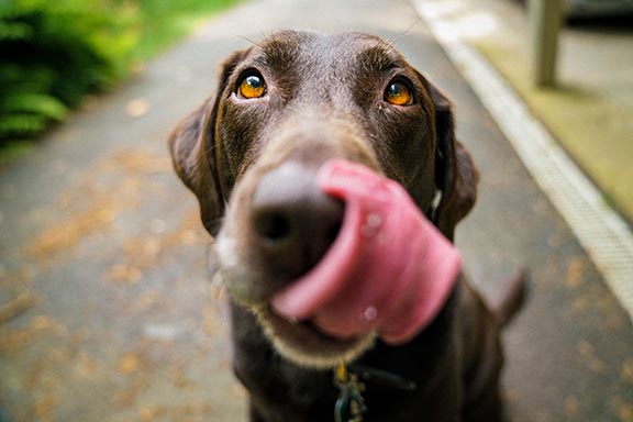 A Dog licking his chops.