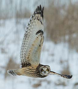 Owl Flying