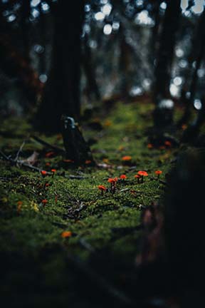 A Path in the Woods
