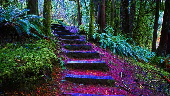 Stairs in the Woods