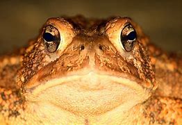Toad